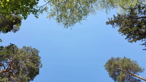 Árvores Contra Céu — Fotografia de Stock