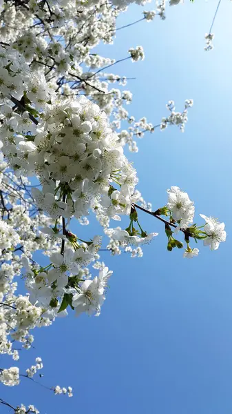 Cerejeira Floresce Contra Céu — Fotografia de Stock