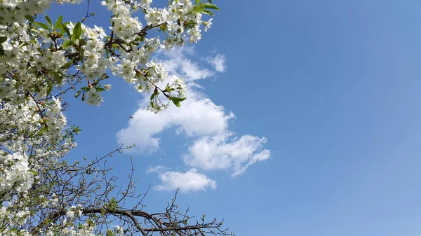 Kwitnie Wiśnia Niebie — Zdjęcie stockowe