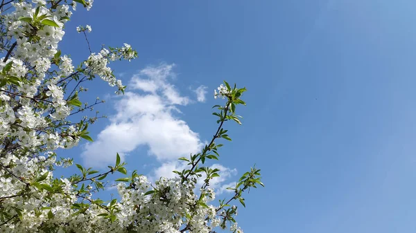 Cerejeira Floresce Contra Céu — Fotografia de Stock