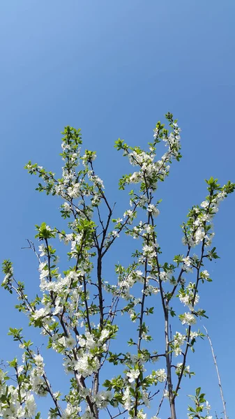 Cerejeira Floresce Contra Céu — Fotografia de Stock