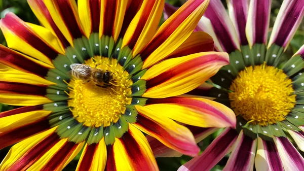 Foto Plantas Com Flores — Fotografia de Stock