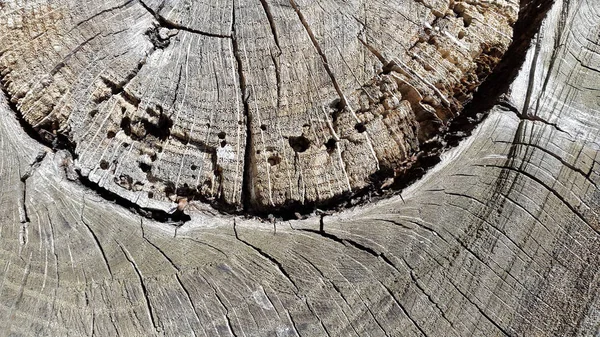 Estremità Testa Legno Segato Con Incrinature — Foto Stock