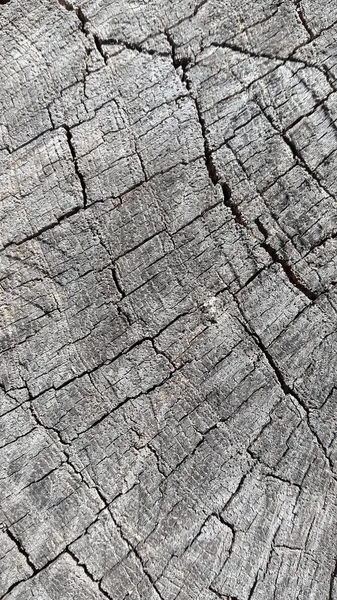 Butt End Sawn Wood Cracks — Stock Photo, Image