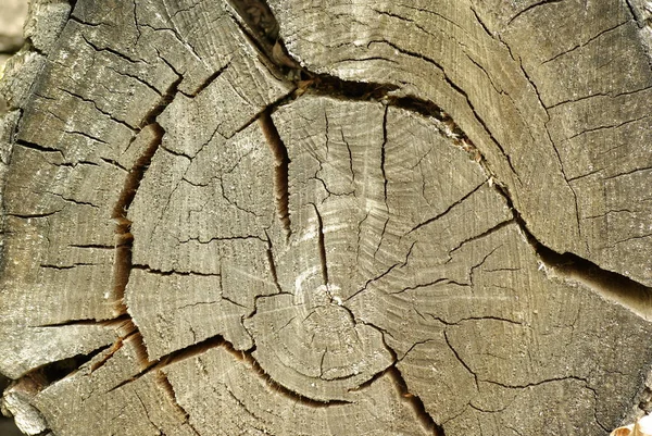 Estremità Testa Legno Segato Con Incrinature — Foto Stock