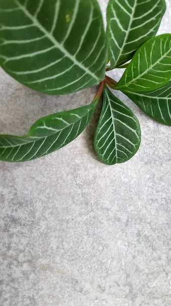 Plantas Verdes Sobre Fondo Piedra —  Fotos de Stock