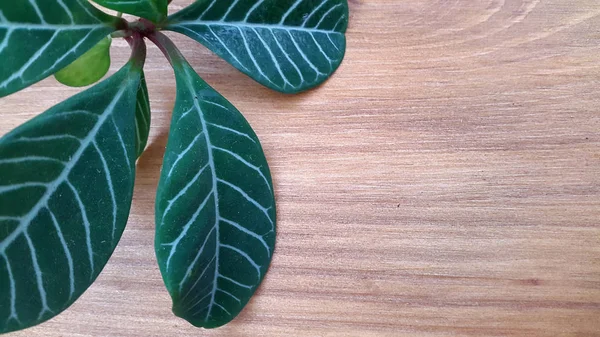 Πράσινο Φυτό Για Φόντο Του Ξύλου — Φωτογραφία Αρχείου