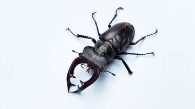 Yetişkin bir erkek geyik böceği fotoğrafı