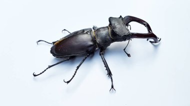 Yetişkin bir erkek geyik böceği fotoğrafı