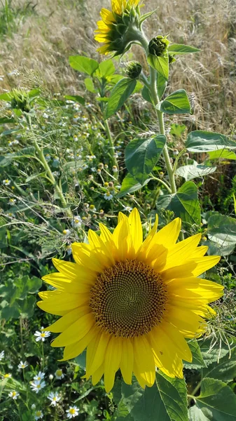 Foto Feld Mit Sonnenblumen — Stockfoto