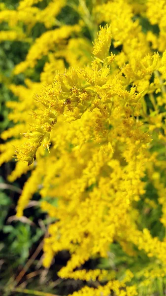 Foto Plantas Con Flores — Foto de Stock