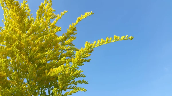 Photo Flowering Plants — Stock Photo, Image