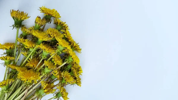 盛开的蒲公英花束 — 图库照片
