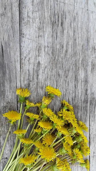 タンポポの花の花束 — ストック写真