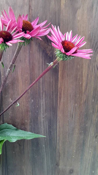 Photo Flower Echinacea — Stock Photo, Image