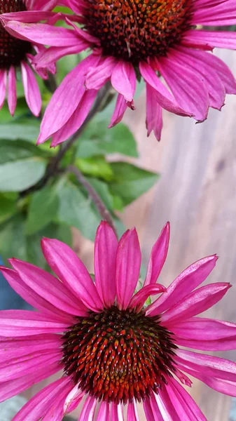 Photo Flower Echinacea — Stock Photo, Image