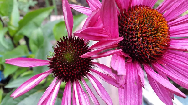 紫锥菊花的照片 — 图库照片