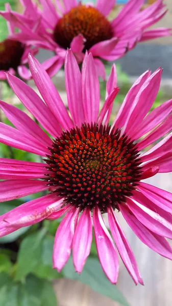 Photo Flower Echinacea — Stock Photo, Image