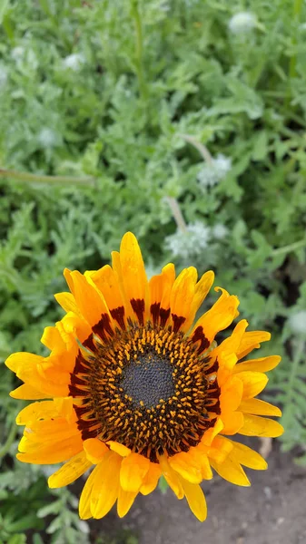 开花植物 带花卡片的背景 — 图库照片