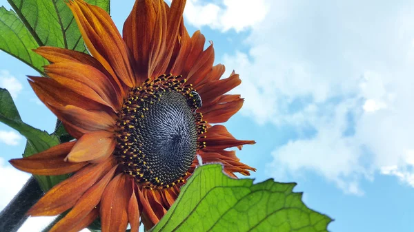 Sunflower. Blossoming decorative sunflower