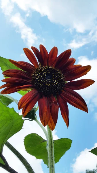 Sunflower Blossoming Decorative Sunflower — Stock Photo, Image