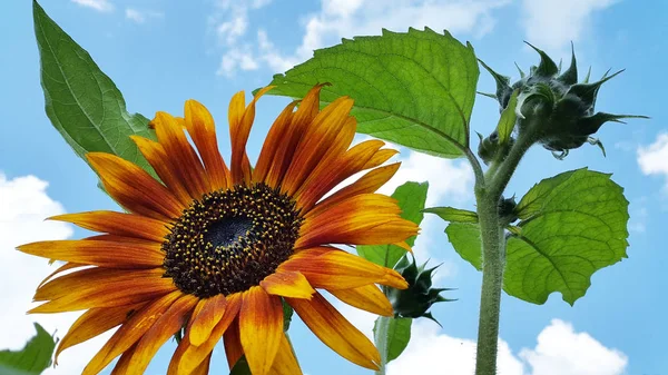 Sunflower. Blossoming decorative sunflower