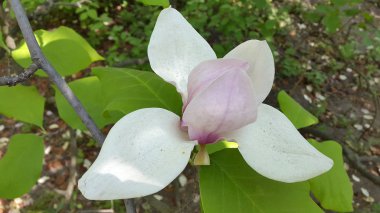 Manolya. Çiçek açması Manolya çiçek