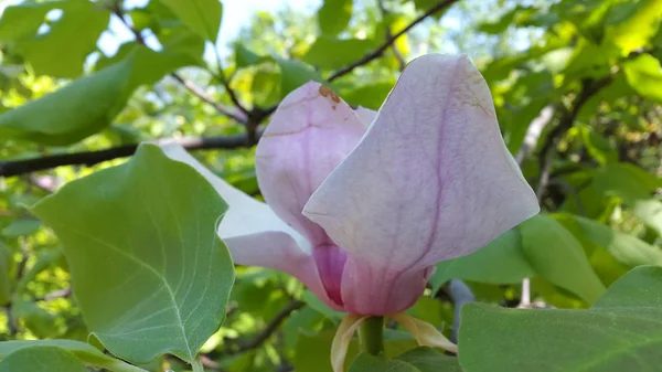 Magnolia Flor Magnolia Flor —  Fotos de Stock