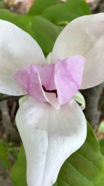 Magnolia Blommande Magnolia Blomma — Stockfoto