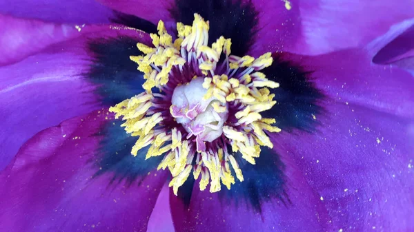 Квіти Квітуча Рослина Фон Карт Квітами — стокове фото