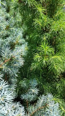 Kozalaklı ağaç. İğne yapraklı ağaç dalları. Dikenli dallar arka plan