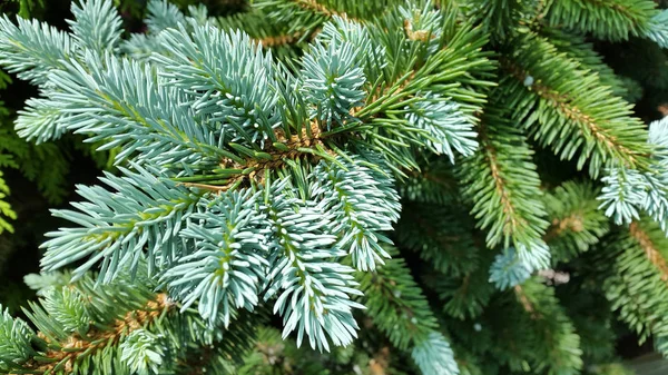 Nadelbaum Die Zweige Des Nadelholzes Hintergrund Der Stacheligen Äste — Stockfoto