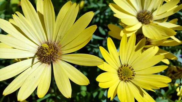 Flowers Flowering Plant Background Cards Flowers — Stock Photo, Image