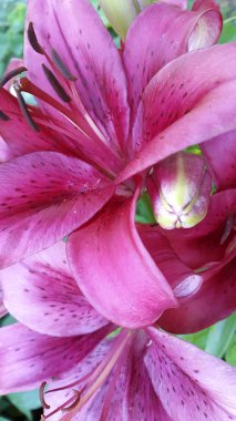 Lily. Çiçek açan bir zambak fotoğrafı