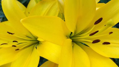 Lily. Çiçek açan bir zambak fotoğrafı