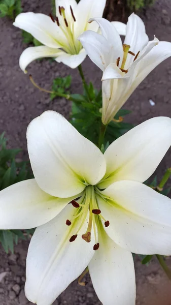 Lilie Foto Einer Blühenden Lilie — Stockfoto