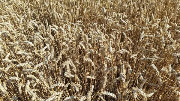 Stacheln Weizenähren Reifes Weizenfeld — Stockfoto