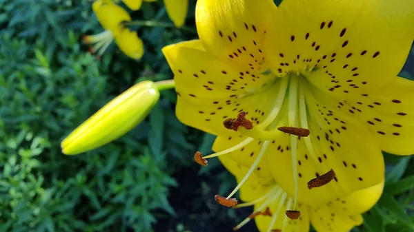 Lily Foto Van Een Bloeiende Lelie — Stockfoto