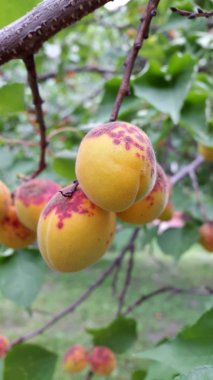 Kayısı. Taze kayısı meyve. Dal olgun kayısı