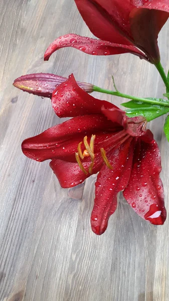 Lily Photo Lis Fleurs Lys Sur Fond Boisé — Photo