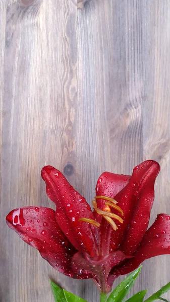 Lily Foto Van Een Bloeiende Lelie Lelies Woody Achtergrond — Stockfoto