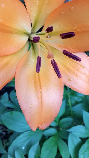 Lily Foto Giglio Fiore — Foto Stock