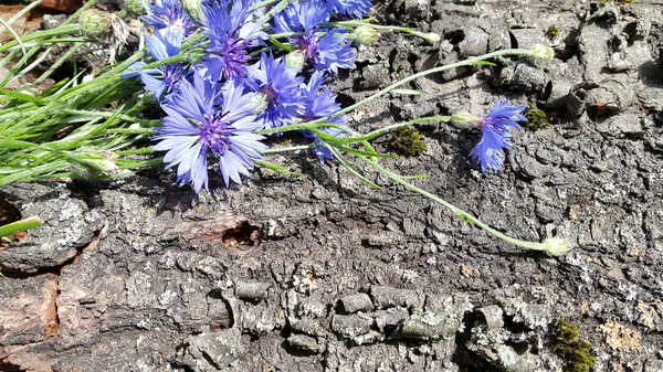 Cornflowers Flores Maíz Florecientes Ramo Acianos Sobre Fondo Leñoso Ramo —  Fotos de Stock