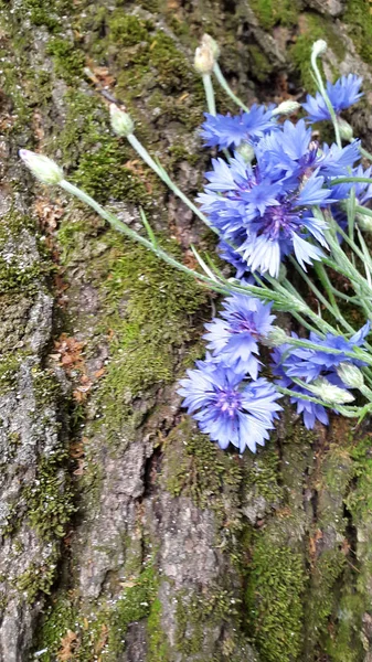 Kornblumen Blühende Kornblumen Strauß Kornblumen Auf Holzigem Hintergrund Strauß Feldkornblumen — Stockfoto