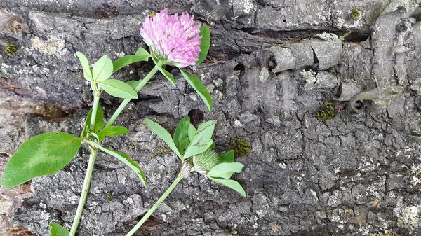 Klee Kleeblume Kleestiel Mit Blüten Auf Einer Holzoberfläche — Stockfoto