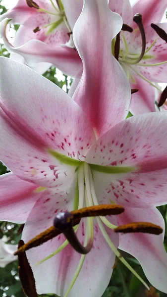 Лили Фото Цветка Лилии — стоковое фото