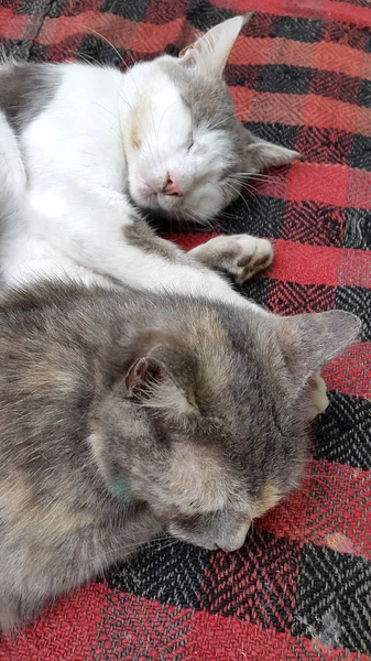 Кошки Спящие Кошки Фото Серого Кота — стоковое фото