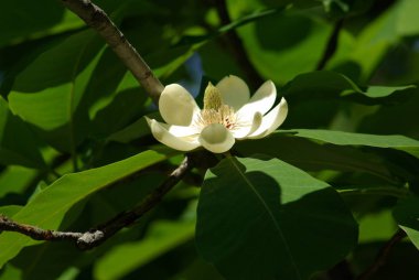 Manolya. Çiçek açması Manolya çiçek