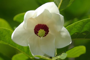 Manolya. Çiçek açması Manolya çiçek