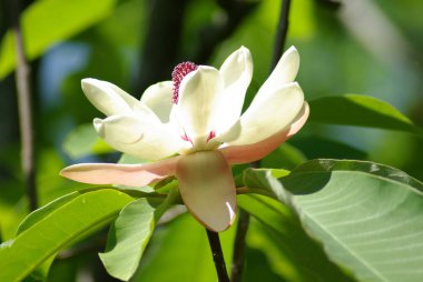 Manolya. Çiçek açması Manolya çiçek